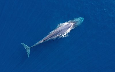 Highlights at7 Days 6 Nights Whale Watching Tour in Dili, Timor Leste