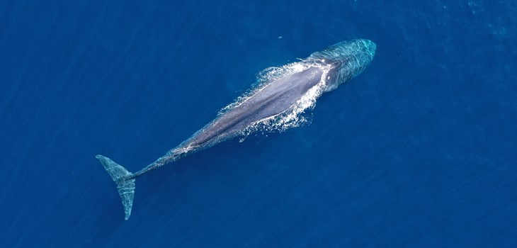 Day 2 : Whale Watching Tour