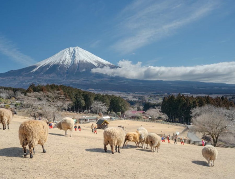 Makaino Farm