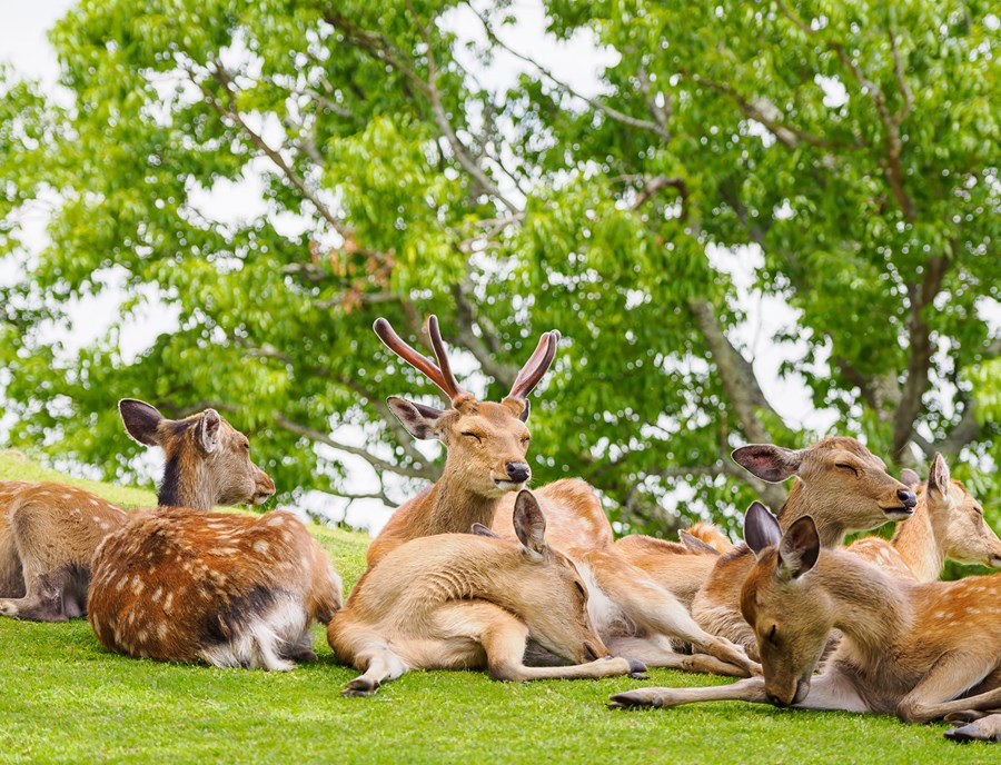 Meet Nara S Friendly Deer Beneath Ancient Forest Trees
