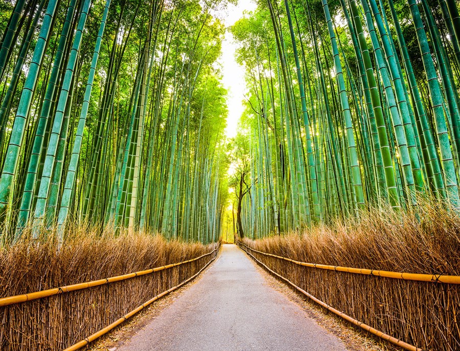 Walk Through Kyoto S Enchanting Arashiyama Bamboo Grove