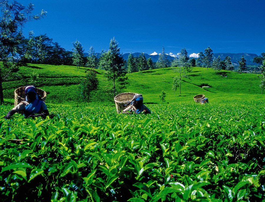 Experience Sri Lanka S Famous Ceylon Tea Craftsmanship