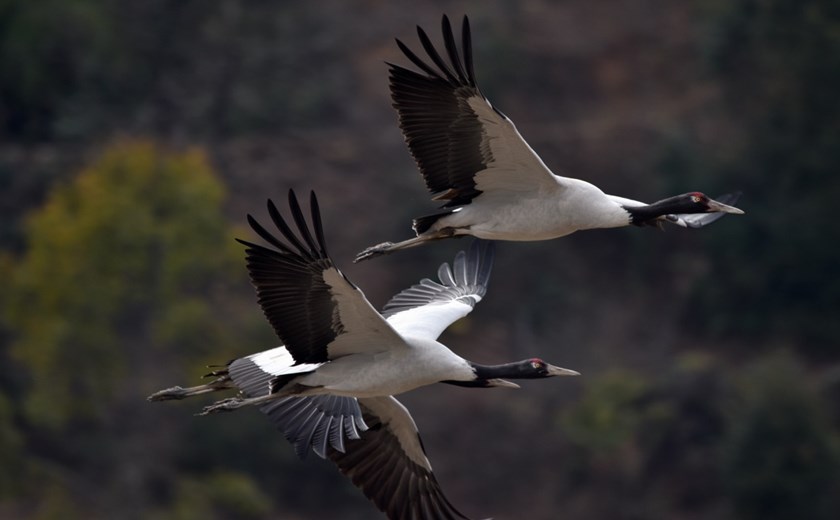 Bhutan: A Photographer's Winter Dream - Festivals, Mountains & Wildlife (11 -17 December 2025)