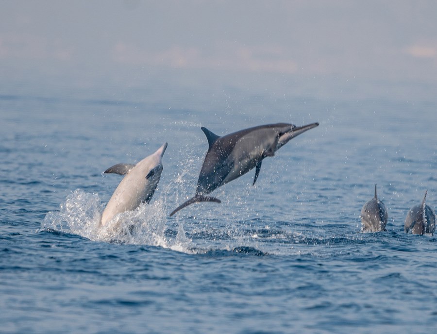 Look Out For Playful Dolphins Crossing To Atauro Island