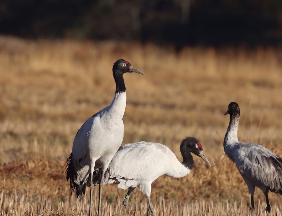 Witness Black Necked Cranes In Phobjikha Valley
