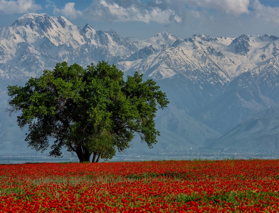 A Blooming Poppy Field Against The Backdrop Of The Trans Ili Alatau