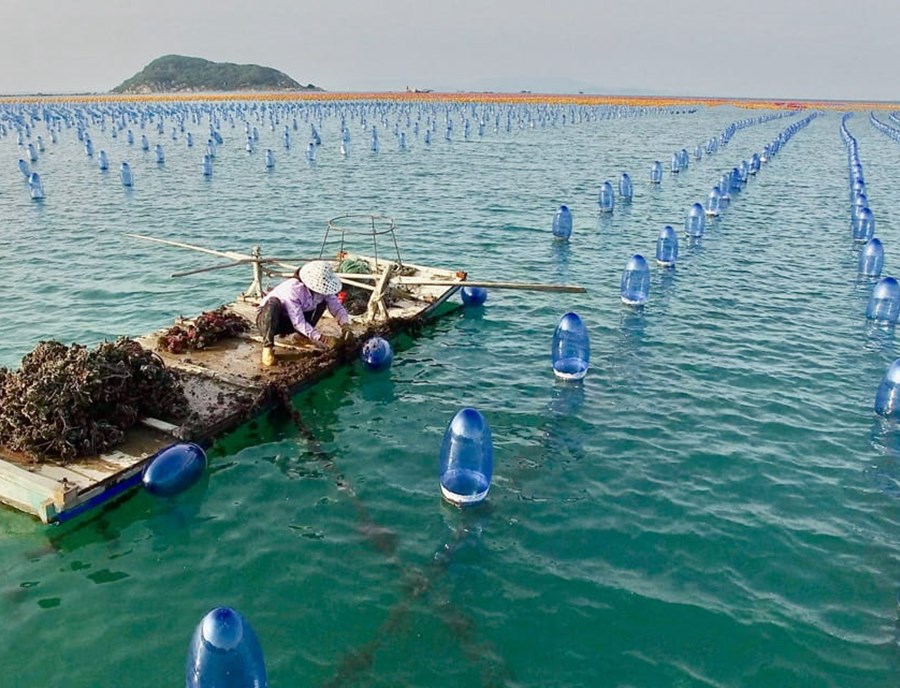 Experience Local Coastal Life At The Rainbow Sea Oyster Farming Base