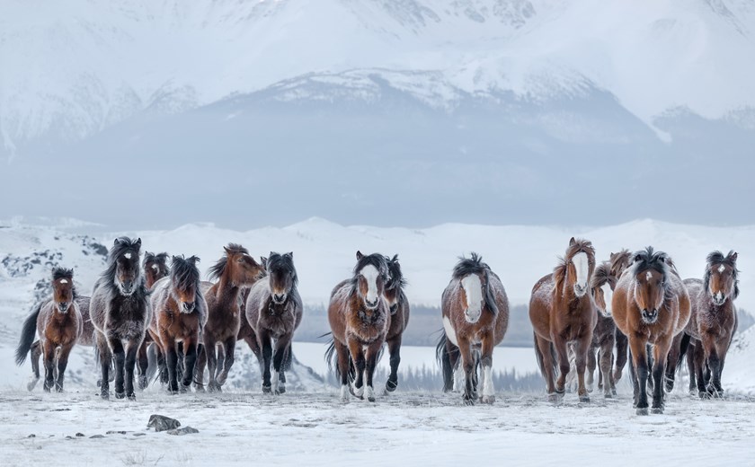 Experience horse riding in winter across Mongolia’s snow-covered steppe
