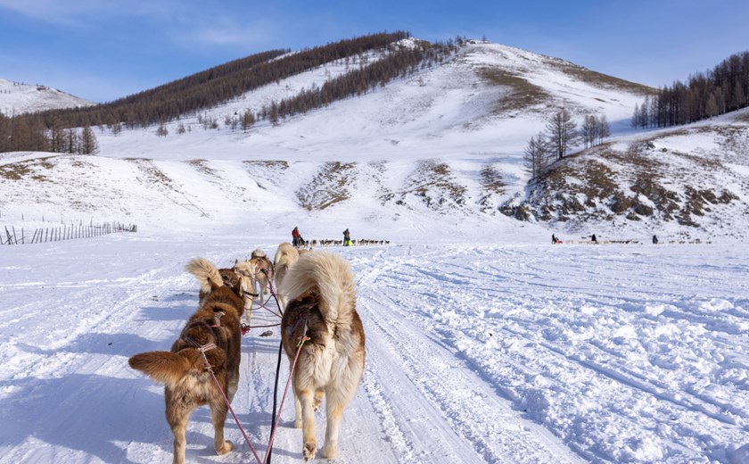 Glide across frozen rivers on a thrilling dog sledding adventure in Terelj National Park
