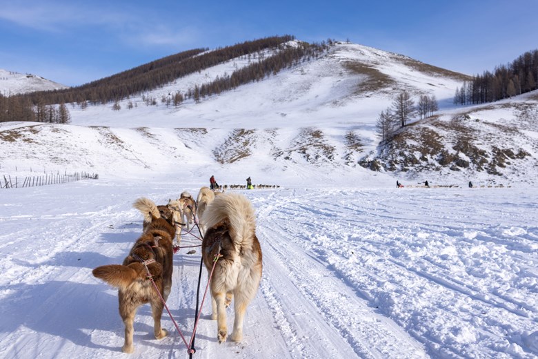 Experience the thrill of dog sledding on a frozen lake in Terelj National Park