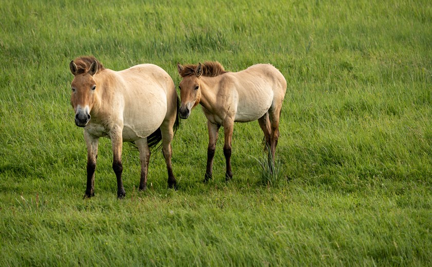 Witness the rare wild horses of Hustai National Park