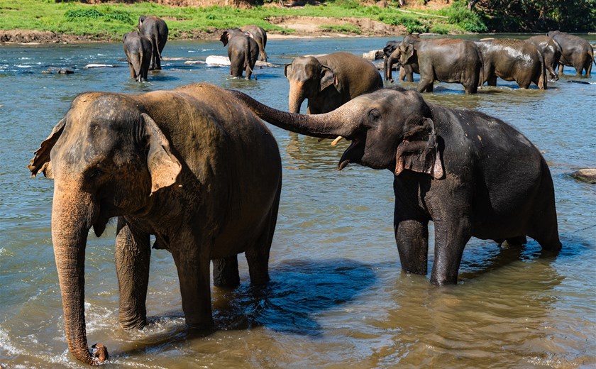 7 Days 6 Nights Tropical Sri Lanka Tour