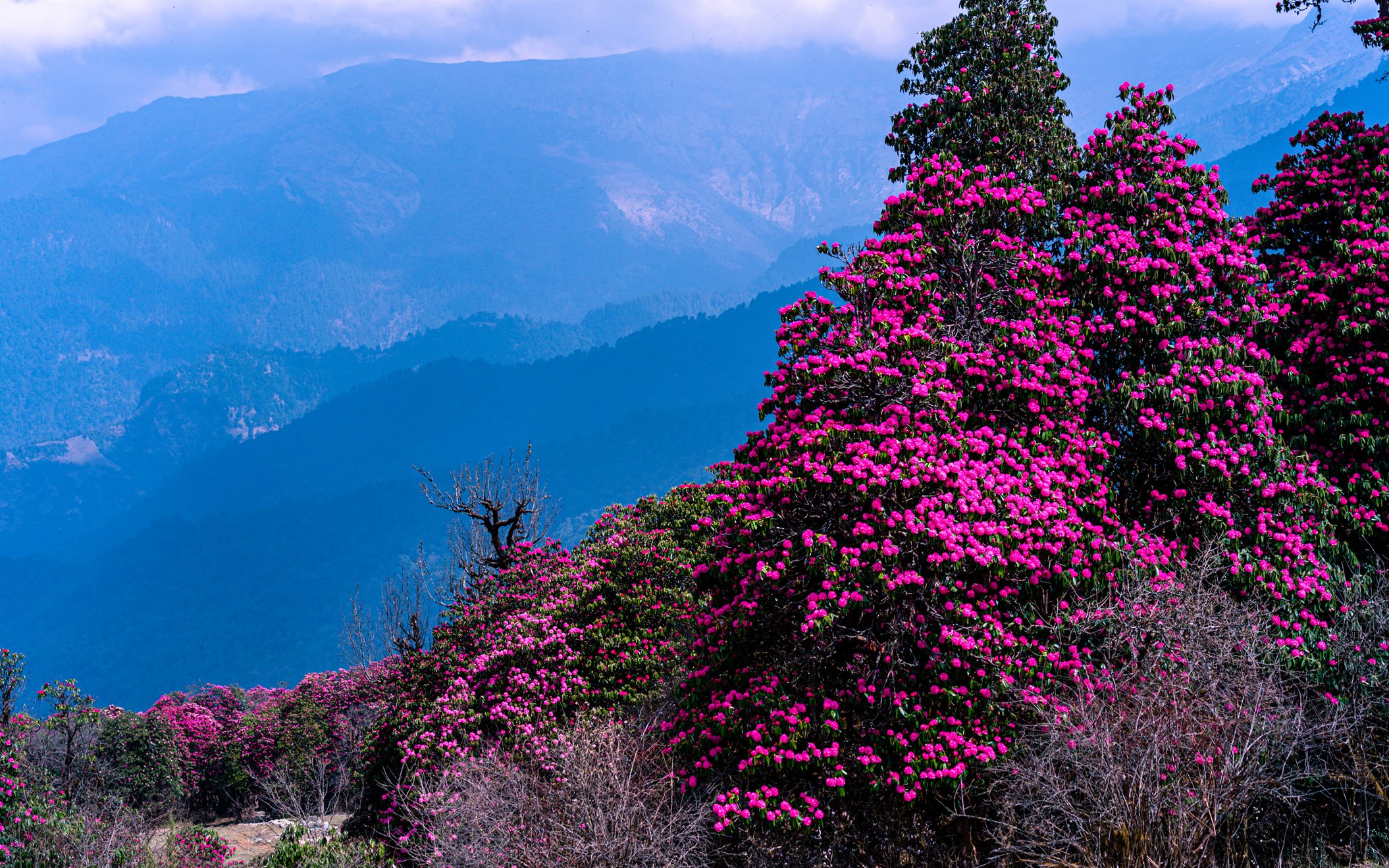 Rhododendron forests brighten Bhutan with spring colour