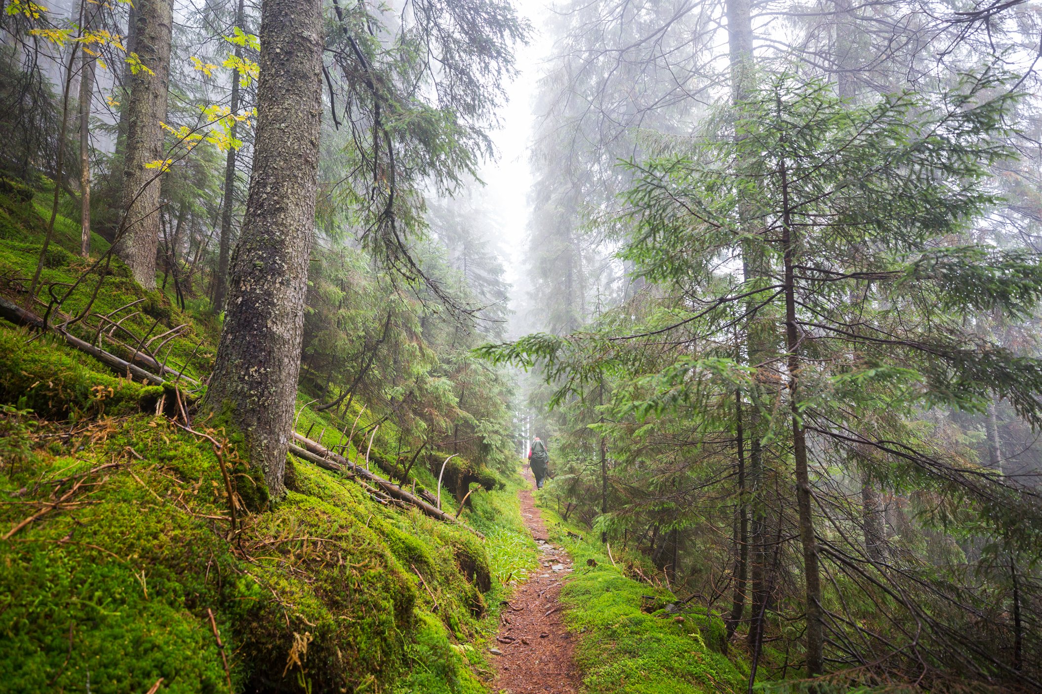Bhutan forests come alive beneath refreshing monsoon rain