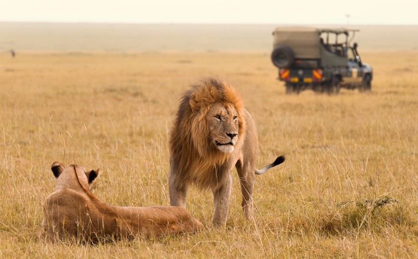 African lion couple and safari jeep in the Masai Mara in Kenya