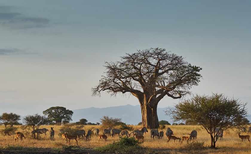 Landscape of an african park with baobab, zebras and impala