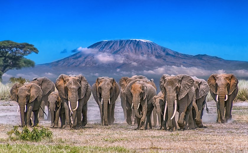 Elephant Parade Across Amboseli Plain with Mt. Kilimanjaro in Background