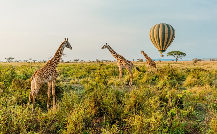 Multiple Giraffes stand infront of a passing by Hot Air Balloon in Serengeti National Park, Tanzania