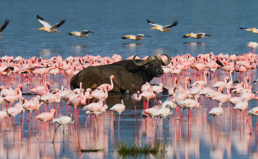 Buffalo lying in the water on the background of big flocks of flamingos in Nakuru National Park