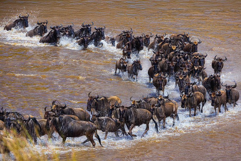 The Great Wildebeest Migration: Crossing the River in Africa