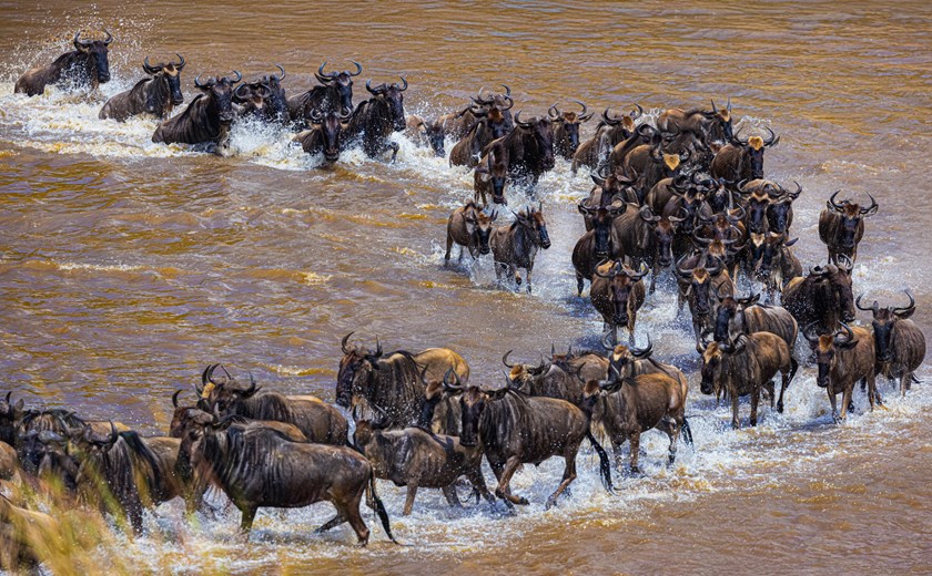 The Great Wildebeest Migration: Crossing the River in Africa