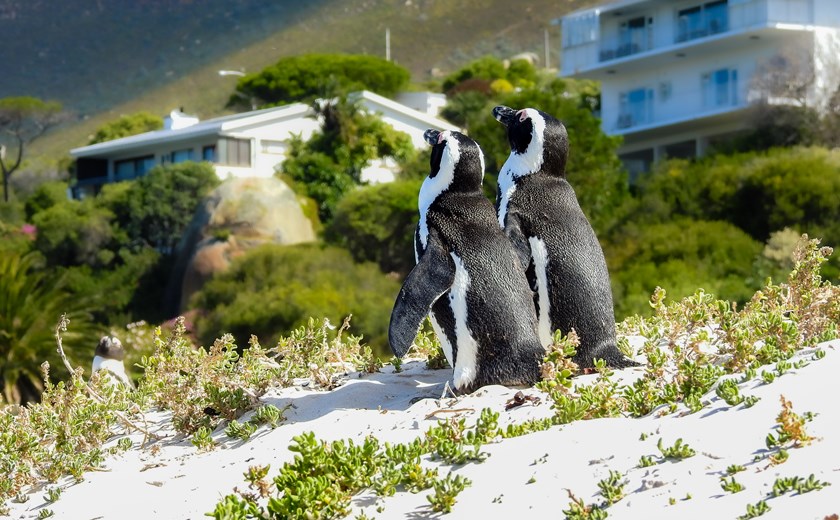 African Penguin (Spheniscus demersus) at Boulders Beach on the Cape Peninsula, South Africa