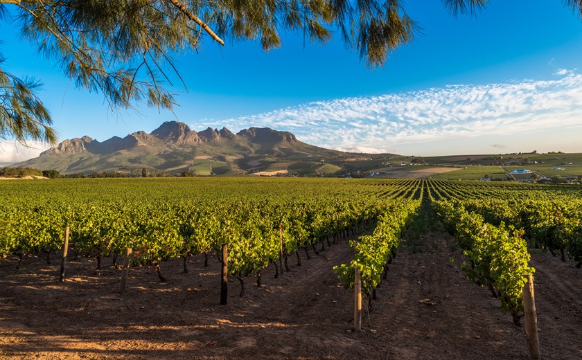 Beautiful landscape of Cape Winelands, wine growing region in South Africa