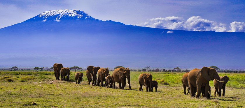 Elephants on the move under the vast shadow of the imposing Mount Kilimanjaro, Africa's highest peak at the Amboseli National Park, Kenya