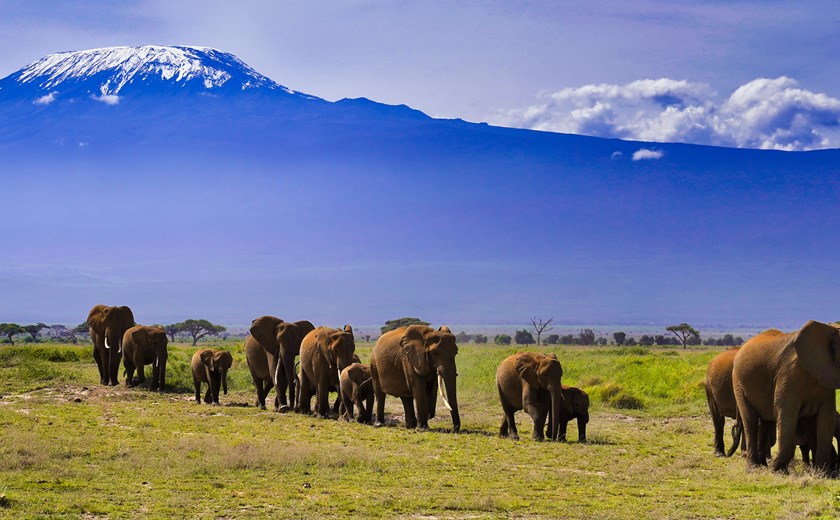 Elephants on the move under the vast shadow of the imposing Mount Kilimanjaro, Africa's highest peak at the Amboseli National Park, Kenya