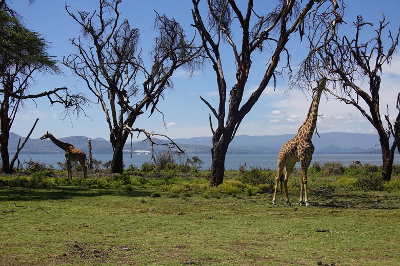 Giraffe in Kenya at Lake Naivasha, Crescent Island