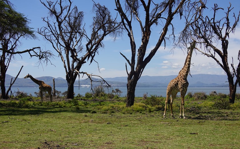 Giraffe in Kenya at Lake Naivasha, Crescent Island