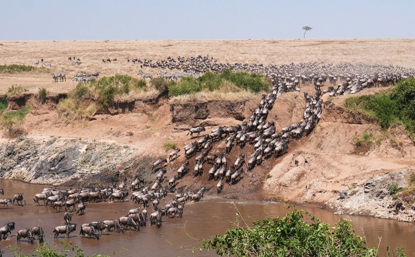 Ultra wide angle shot of wildebeest herd crossing the mara river at masai mara national reserve in kenya