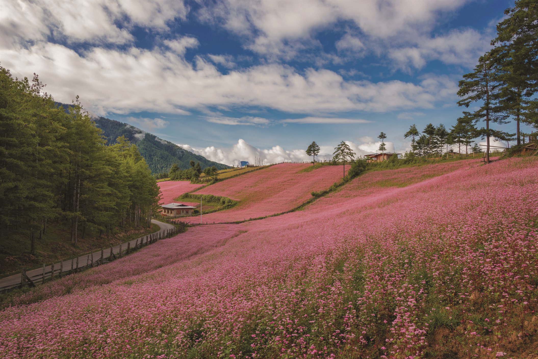Bumthang Valley comes alive with blooming pink buckwheat fields