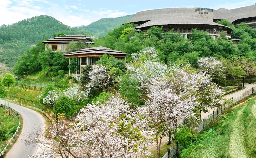 Garrya Mu Cang Chai during Bauhinia Flower Season showcasing colorful blossoms across Mu Cang Chai hills