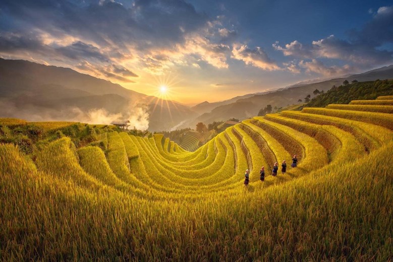 Golden harvest season view from Garrya Mu Cang Chai Suite overlooking ripe rice terraces