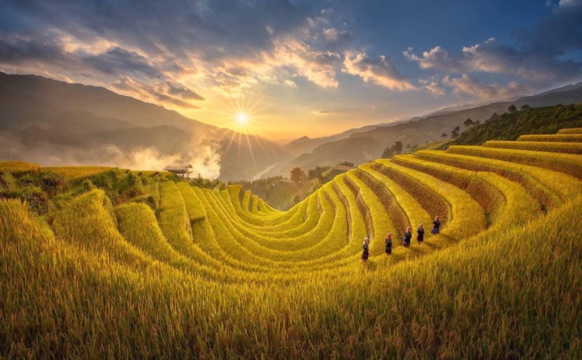 Golden harvest season view from Garrya Mu Cang Chai Suite overlooking ripe rice terraces