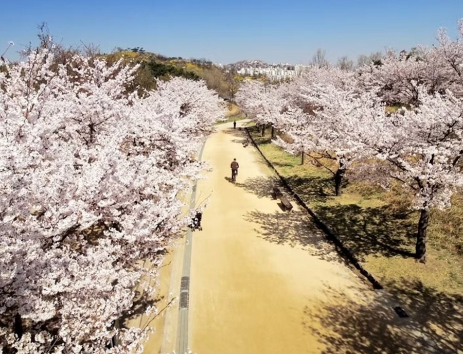 Seoul Forest Park Comes Alive In Spring With Cherry Blossoms, Fresh Greenery And Peaceful Walking Trails