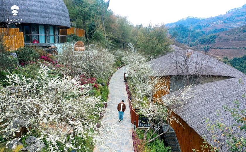 Garrya Mu Cang Chai surrounded by white plum blossoms during springtime