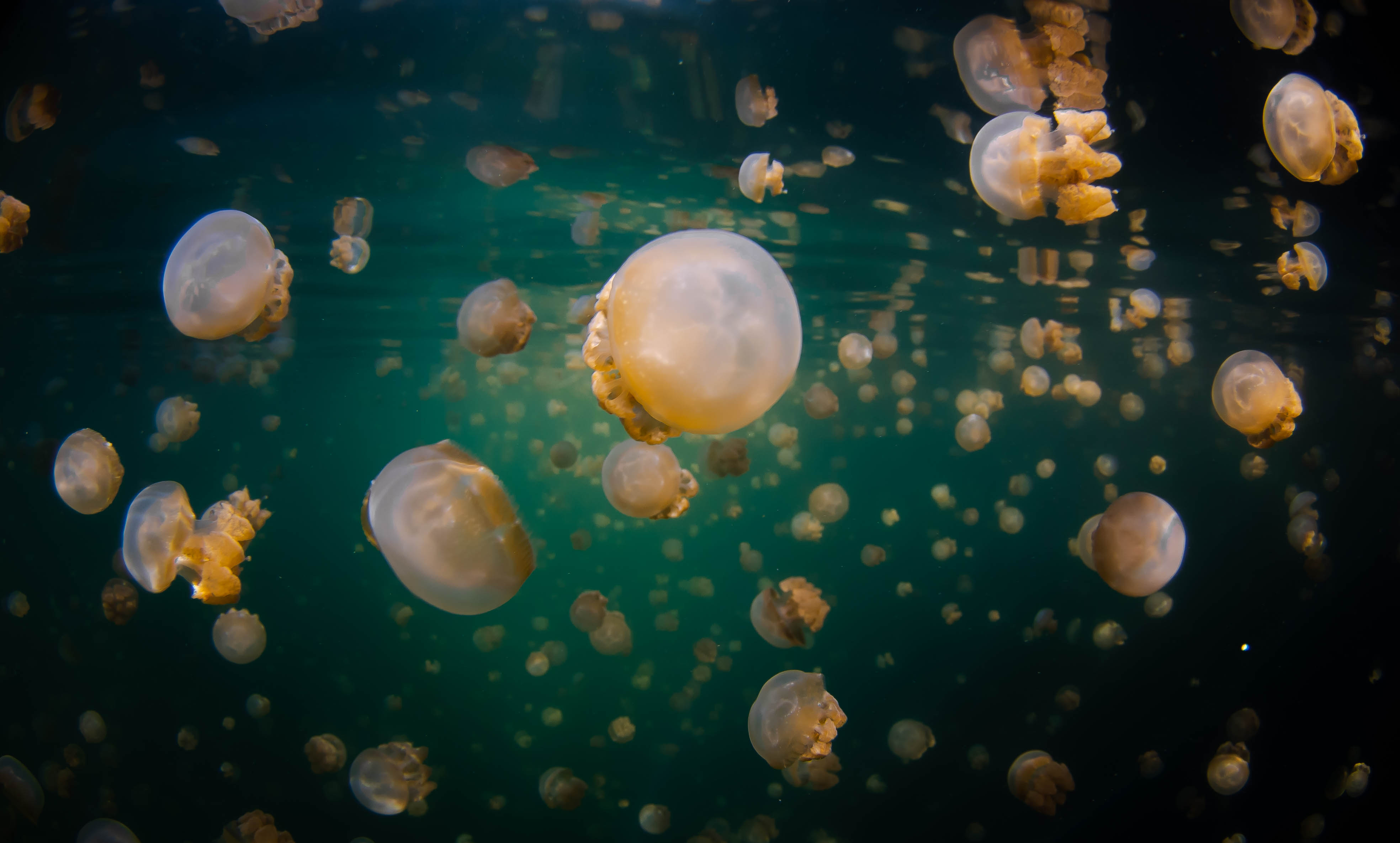 A serene swim among countless golden jellyfish in Misool’s tranquil island lake.