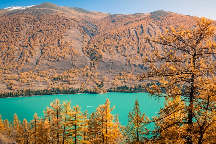 Discover Kanas Lake surrounded by golden forests and distant mountain peaks