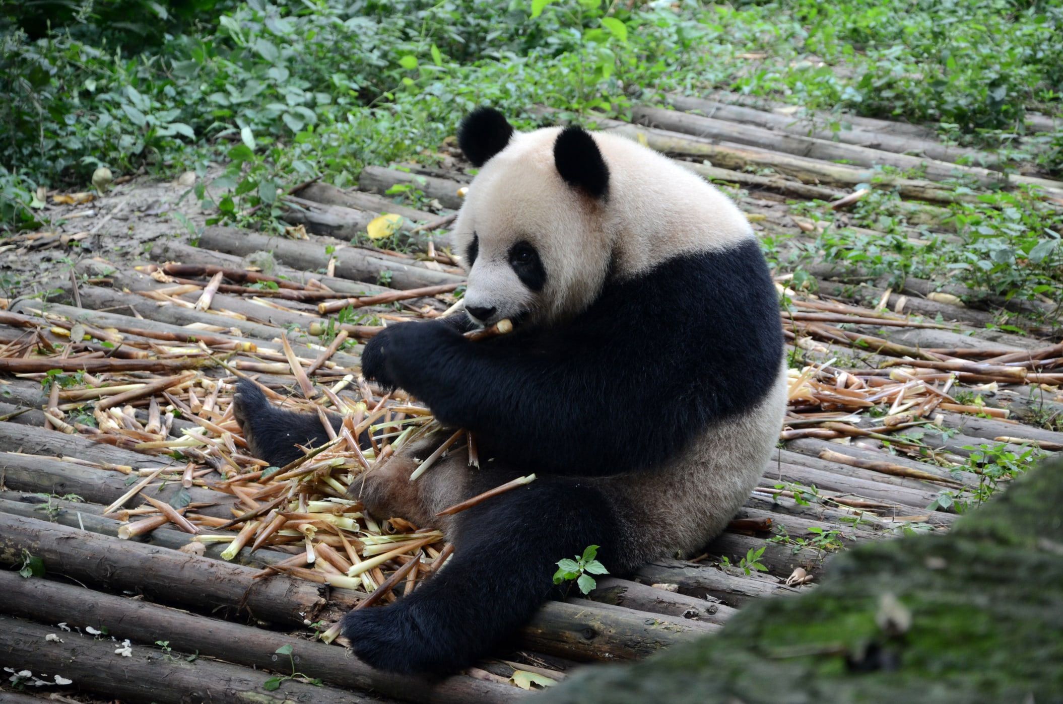 Meet giant pandas and discover the relaxed rhythm of Chengdu