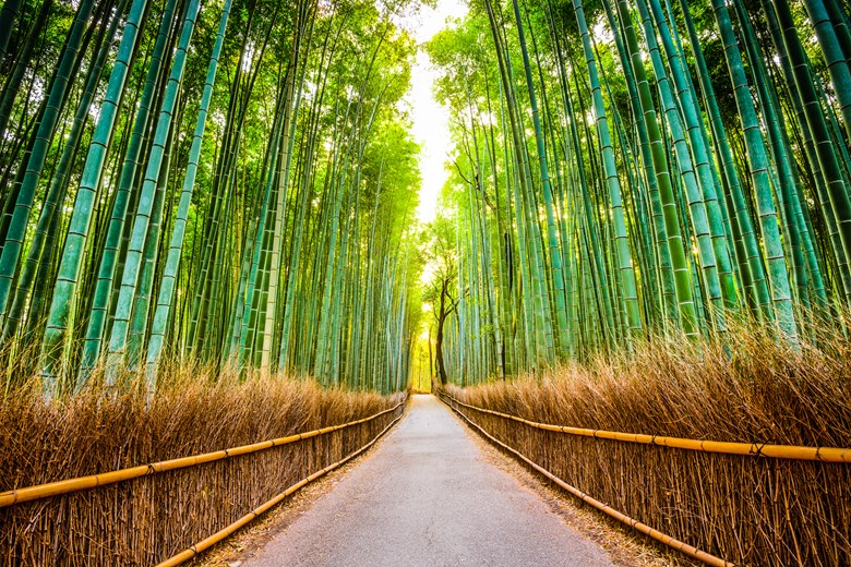 Arashiyama Bamboo Grove in Kyoto, Japan, with tall bamboo stalks and a walking path.