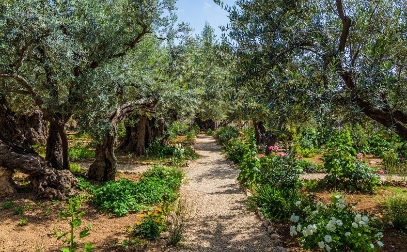 The ancient and well-kept Garden of Gethsemane in Jerusalem