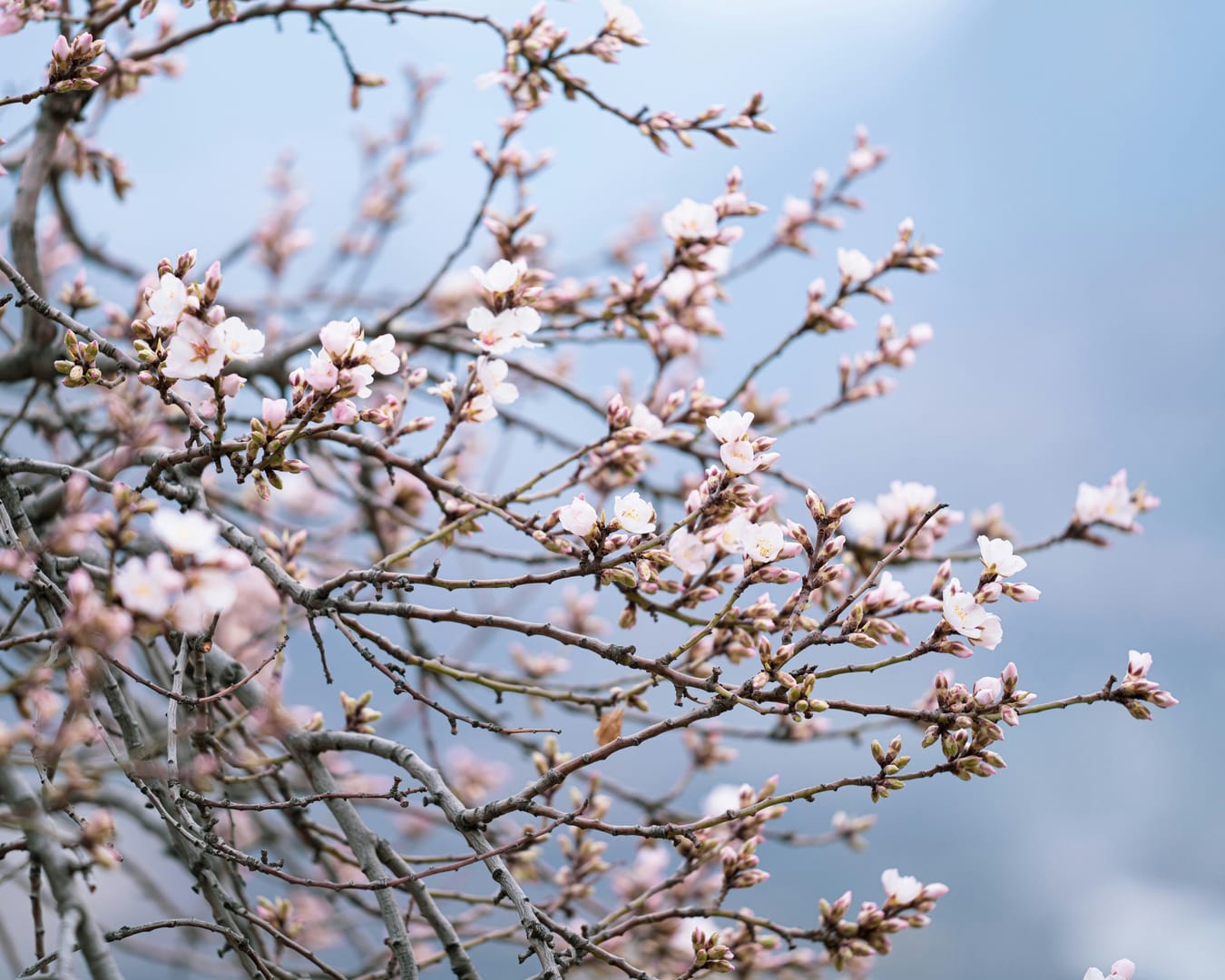 Hunza Cherry Blossom