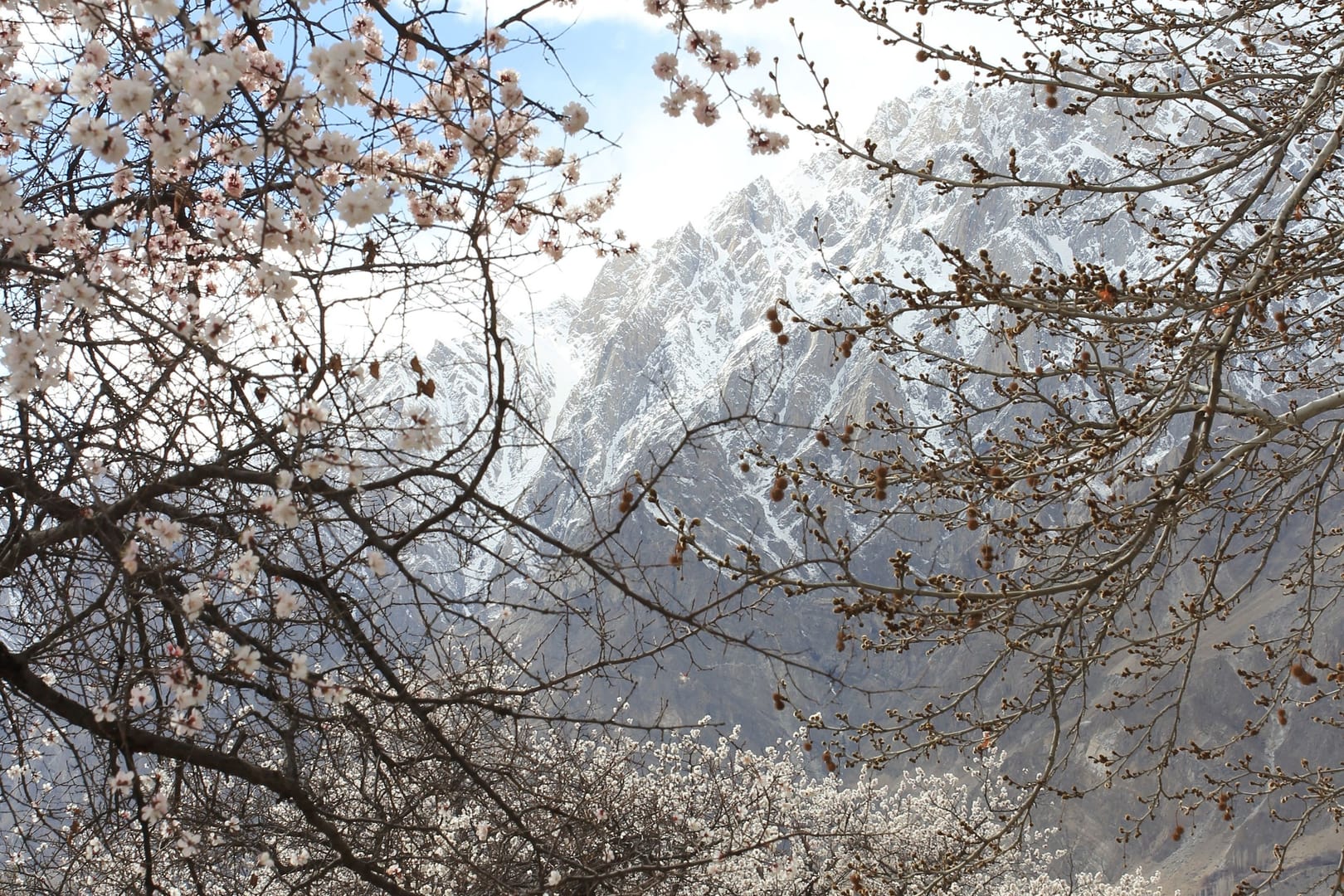 Hunza Spring Blossom Mountains