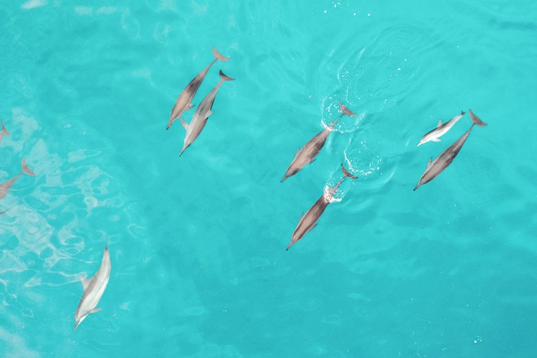 Dolphins swimming in sky-blue waters off the coast of Timor-Les