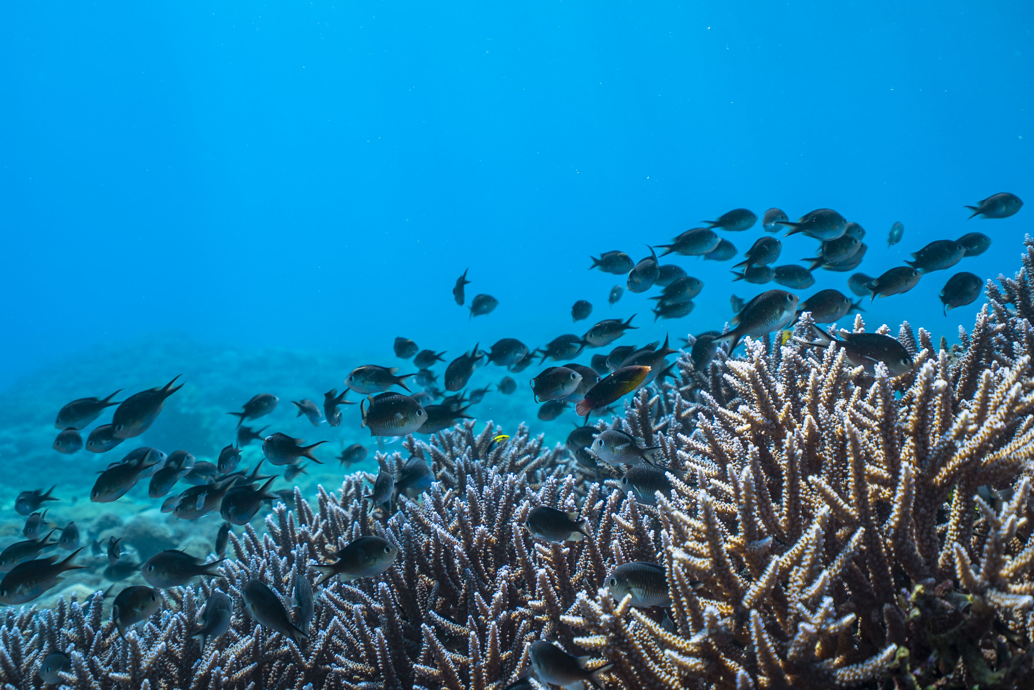 Timor Leste Snorkeling Underwater Creatures