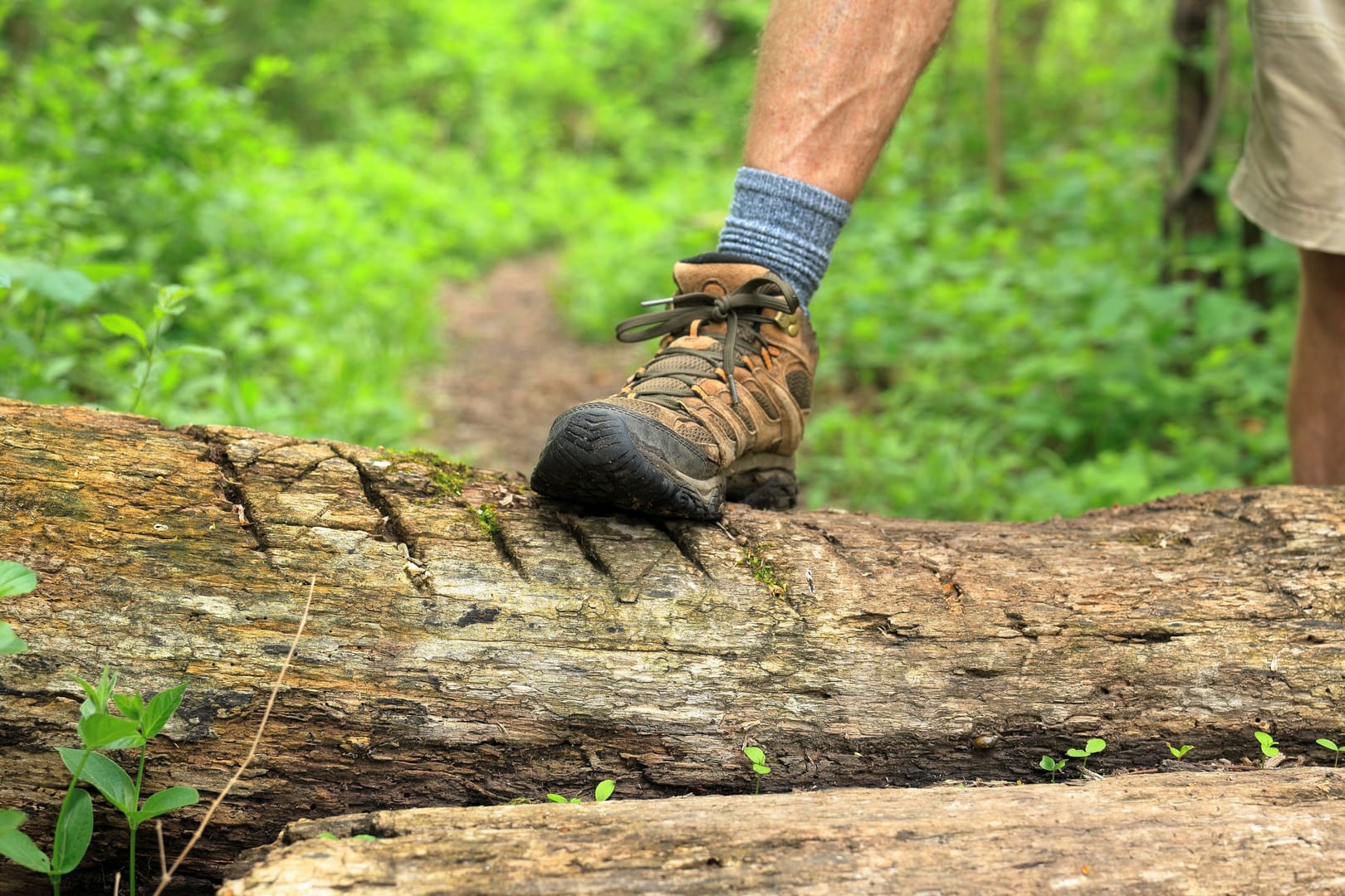 Hiking Boot Forest Trail