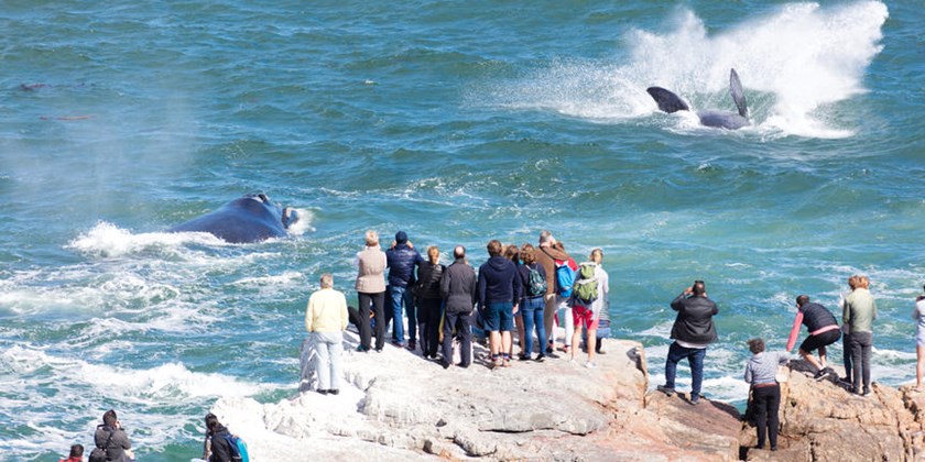 Whale-watching at Hermanus, South Africa