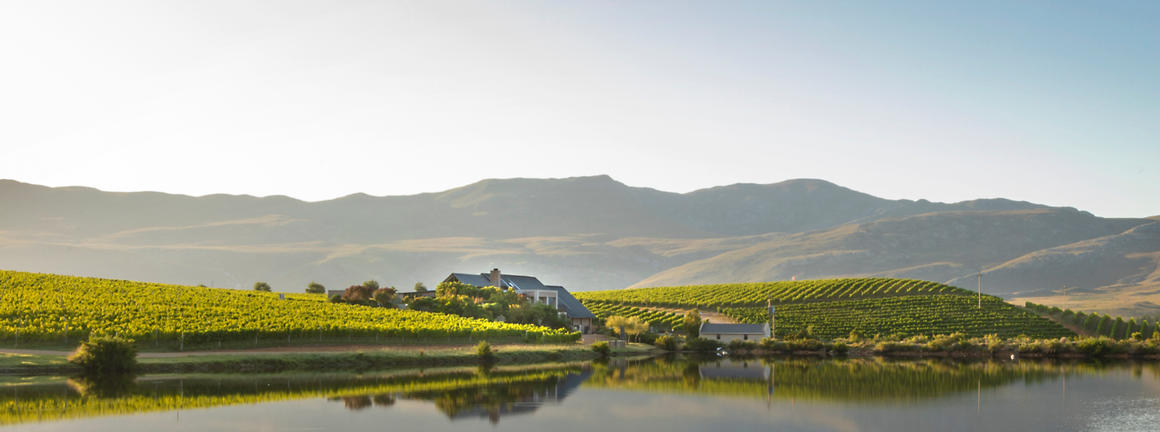 Scenic landscape of Creation Wines vineyard